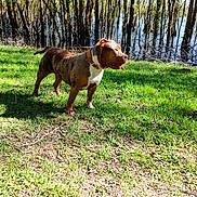 Yuna a rejoint le concours — aidez-le/la à gagner de superbes lots ! dog, outdoor, grass, trees, water, sunlight, nature, animal, pet, canine, collar, daylight, park, tongue_out, standing, brown_dog, shadow, leaves, trunk, forest