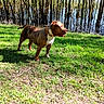 dog, outdoor, grass, trees, water, sunlight, nature, animal, pet, canine, collar, daylight, park, tongue_out, standing, brown_dog, shadow, leaves, trunk, forest