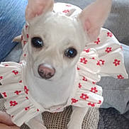Gracie Lou joined the competition — help win amazing prizes! animal, brown_nose, chihuahua, couch, cute, dark_eyes, dog, domestic_animal, dress, floral_pattern, flowers, frills, indoor, large_ears, pet, portrait, puppy, sitting, small_dog, white_dog