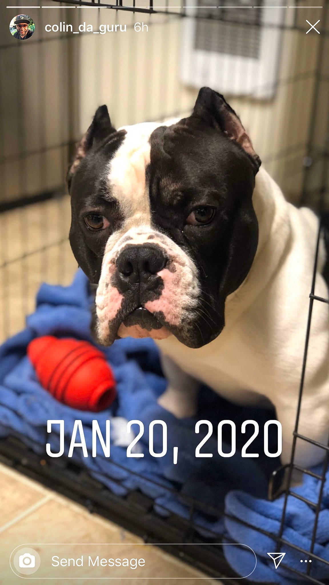 Mango is registered to the contest to win money with this photo: american_bulldog, american_pit_bull_terrier, ancient_dog_breeds, australian_bulldog, canidae, carnivore, companion_dog, dog, dog_breed, mammal, molosser, non_sporting_group, old_english_bulldog, olde_english_bulldogge, pit_bull, rare_breed_dog, renascence_bulldogge, snout, sporting_group, vertebrate