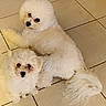 animal, canine, companions, curious, cute, dog, domestic_animal, fluffy, friendship, fur, home, indoor, laying_down, pet, resting, small_dog, tail, tile_floor, two_dogs, white_fur