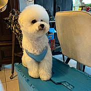 Vasko a rejoint le concours — aidez-le/la à gagner de superbes lots ! bichon_frise, camouflage_jacket, chair, container, cute, dog, domestic, floor, fluffy, furniture, harness, household_items, indoor, looking_away, pet, small_dog, table, tile_floor, white, wood