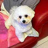 Vasko a rejoint le concours — aidez-le/la à gagner de superbes lots ! dog, white, fluffy, pet, couch, red_leather, blanket, pink, gray, indoor, floor, tile, animal, cute, small_dog, looking_up, fur, companion, resting, cozy