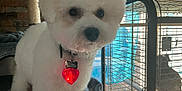 Vasko a rejoint le concours — aidez-le/la à gagner de superbes lots ! adult, animal, cage, canine, den, dog, doghouse, eskimodog, female, indoors, kennel, person, pet, poodle, pug, puppy, terrier, whitedog, woman