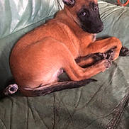 Apollon participe au concours pour gagner de l'argent avec cette photo : animal, black_face, brown_fur, canine, couch, curled_up, dog, ears, furniture, green, home, indoor, leather, looking, pet, puppy, relaxed, resting, tail, young
