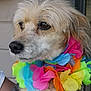 adorable, animal, animal_face, canine, close_up, colorful, companion, cute, dog, domestic_animal, flower_lei, fluffy, friendly, fur, looking_away, mammal, outdoor, pet, portrait, wearing_accessory