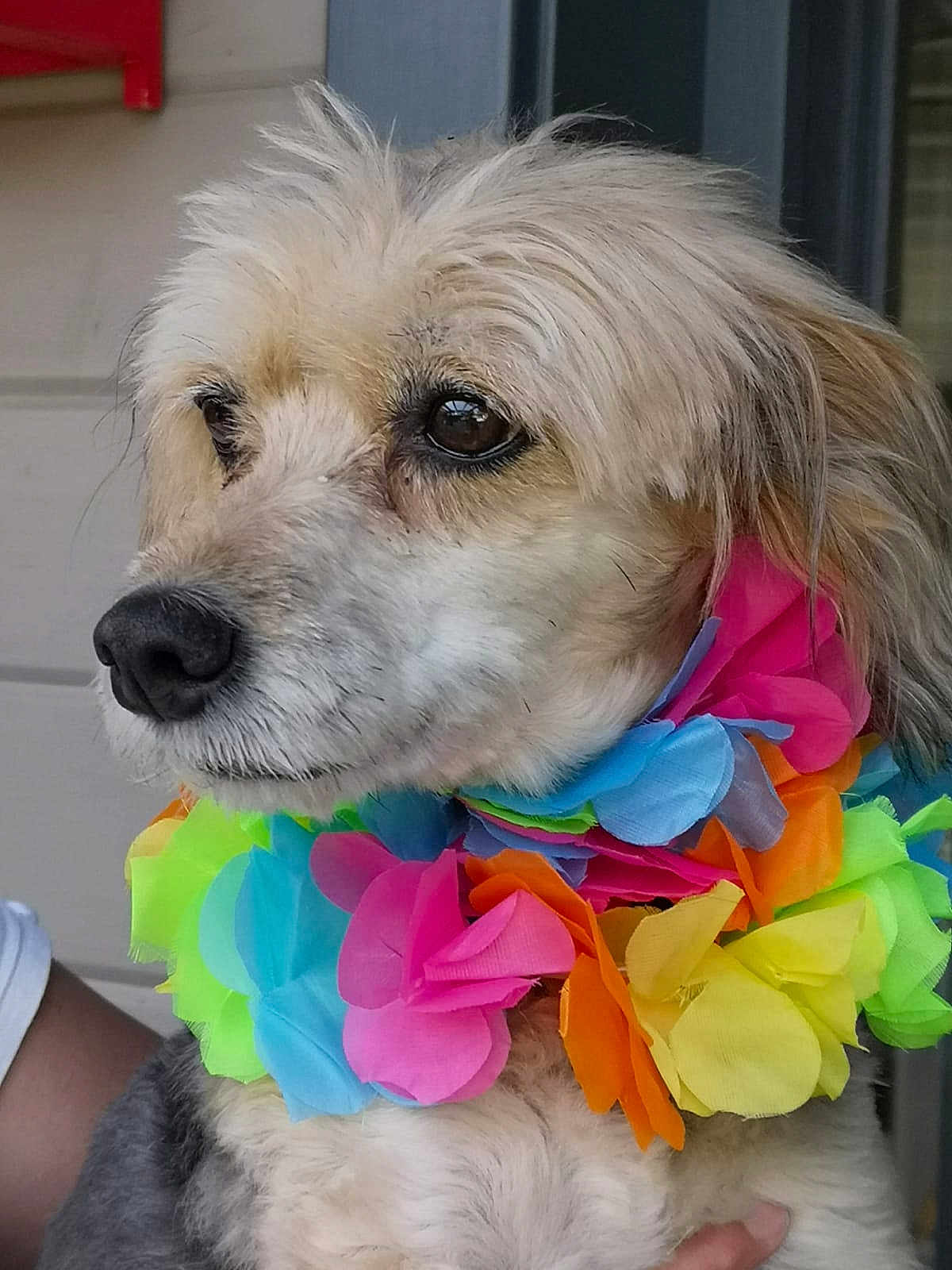 Mirko a rejoint le concours — aidez-le/la à gagner de superbes lots ! adorable, animal, animal_face, canine, close_up, colorful, companion, cute, dog, domestic_animal, flower_lei, fluffy, friendly, fur, looking_away, mammal, outdoor, pet, portrait, wearing_accessory