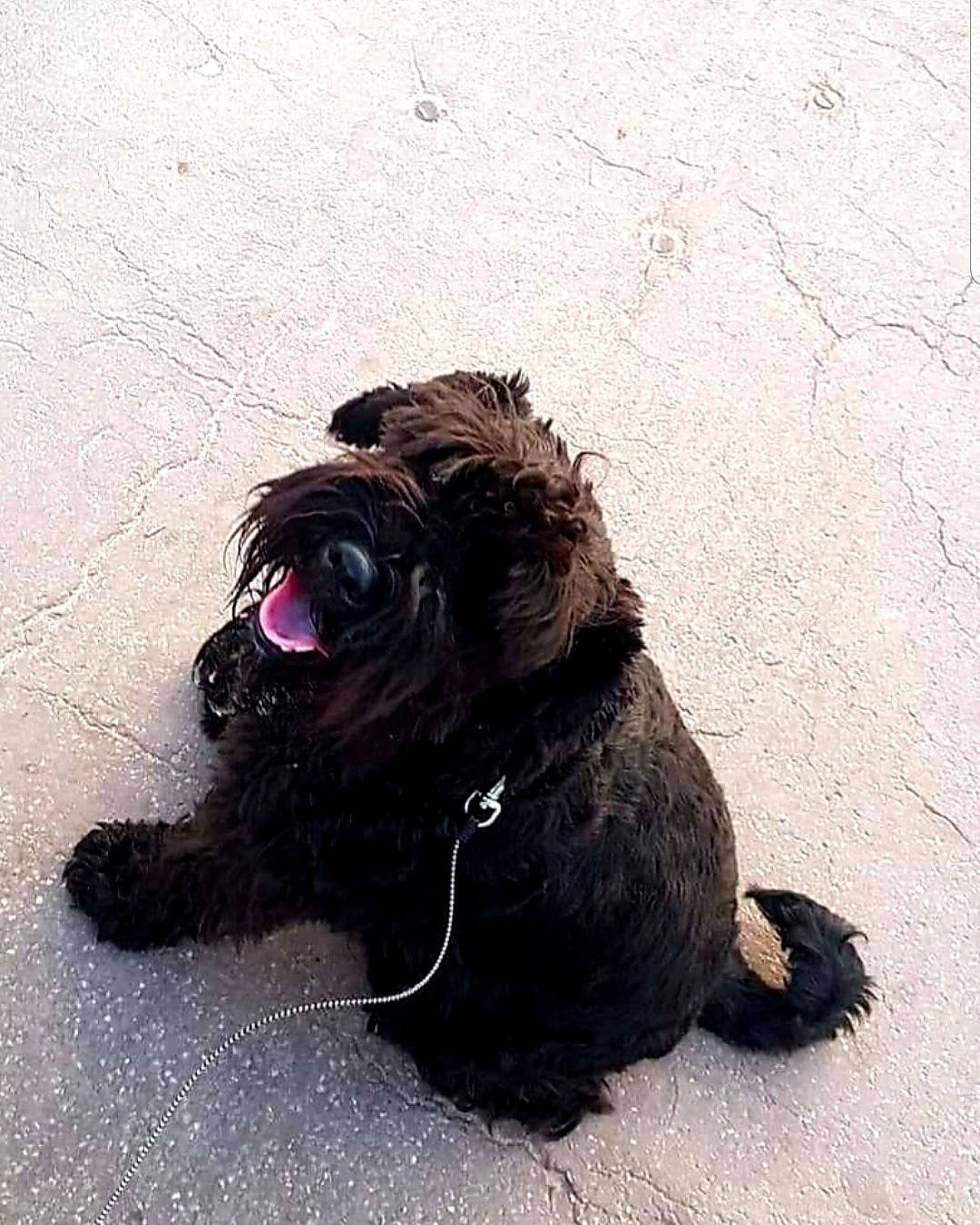 Arancha a rejoint le concours — aidez-le/la à gagner de superbes lots ! affenpinscher, bolonka, briard, canidae, cao_da_serra_de_aires, carnivore, chinese_imperial_dog, dog, dog_breed, fawn, havanese, puppy, rare_breed_dog, schnoodle, sporting_group, terrier