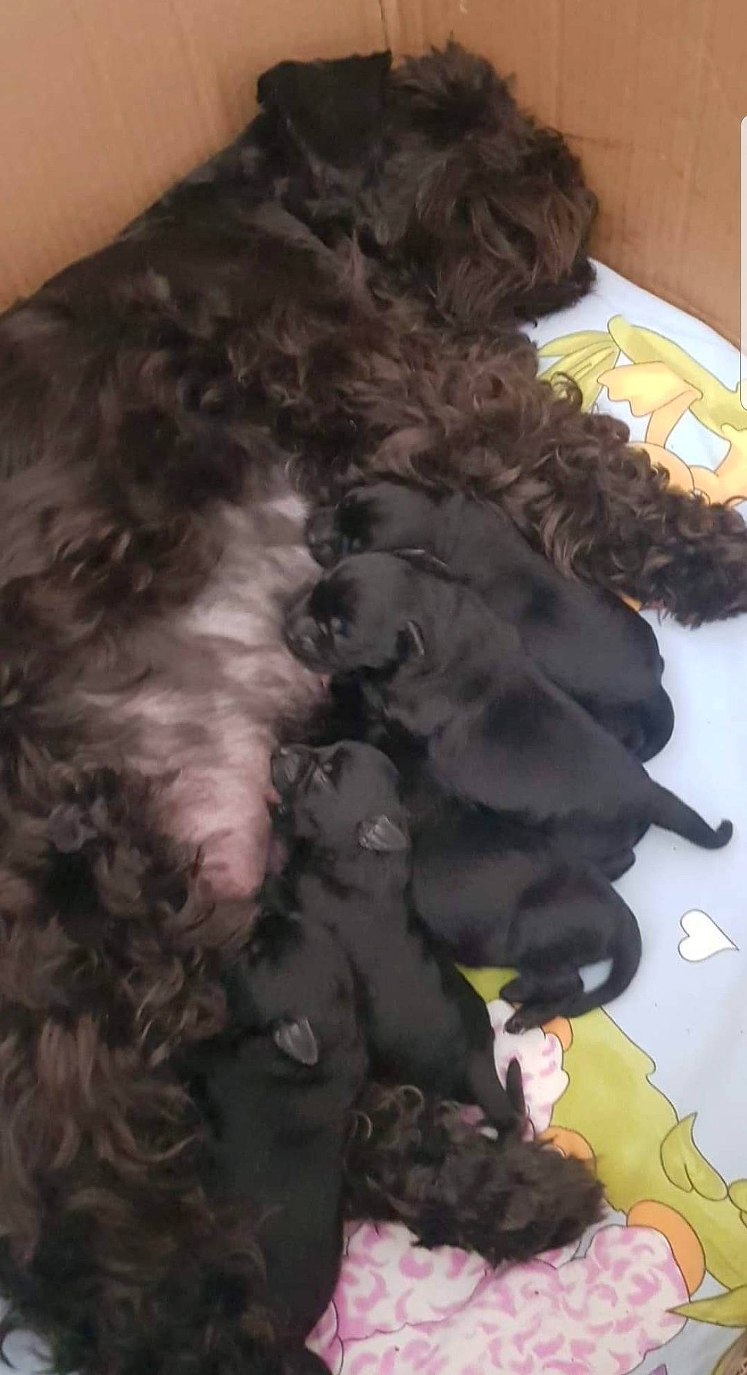 Arancha participe au concours pour gagner de l'argent avec cette photo : barbet, black_russian_terrier, bolonka, canidae, carnivore, cavapoo, cockapoo, dog, dog_breed, labradoodle, miniature_poodle, non_sporting_group, portuguese_water_dog, puppy, ringlet, schnoodle, sporting_group, terrier, toy_poodle