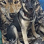 animal_portrait, blanket, blue_background, chair, closeup, collar, dog, ears, fence, fur, german_shepherd, outdoor, paw, pet, puppy, sitting, tag, texture, woven_art, young_dog