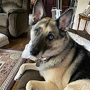 Ivy is registered to the contest to win money with this photo: dog, indoor, couch, living_room, furniture, vacuum_cleaner, carpet, wooden_floor, pet, collar, ears, paw, relaxed, home, domestic_animal, canine, fur, table, decor, blanket