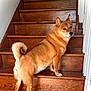 dog, shiba_inu, stairs, wooden_stairs, pet, animal, curled_tail, brown_fur, indoors, looking_back, canine, companion, house, flooring, paw, alert, pet_dog, fur, domestic_animal, staircase