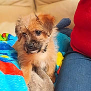 Aros a rejoint le concours — aidez-le/la à gagner de superbes lots ! blanket, clothing, colorful, companion, cozy, cute, dog, fur, furniture, home, indoor, jeans, person, pet, puppy, red_top, relaxed, sitting, small_dog, soft_lighting