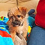 blanket, clothing, colorful, companion, cozy, cute, dog, fur, furniture, home, indoor, jeans, person, pet, puppy, red_top, relaxed, sitting, small_dog, soft_lighting