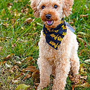 Goose is registered to the contest to win money with this photo: accessories, animal, bandana, canine, clothing, dog, flower, formalwear, grass, headband, lawn, leash, pet, plant, poodle, puppy, scarf, strap, terrier, tie