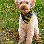 accessories, animal, bandana, canine, clothing, dog, flower, formalwear, grass, headband, lawn, leash, pet, plant, poodle, puppy, scarf, strap, terrier, tie