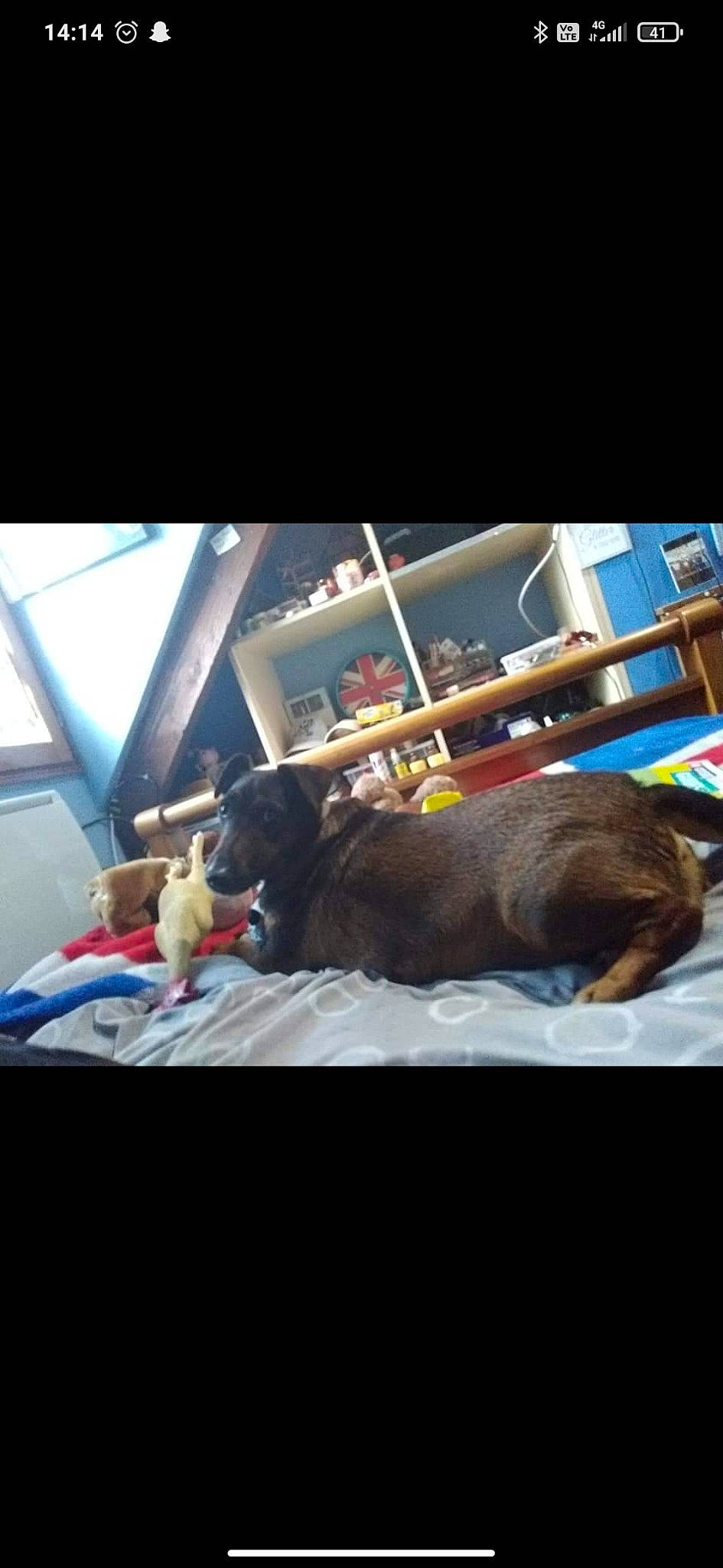 Ippy a rejoint le concours — aidez-le/la à gagner de superbes lots ! canidae, carnivore, comfort, companion_dog, dog, dog_breed, flooring, fur, guard_dog, house, linens, liver, metal, nap, room, sporting_group, tail, tints_and_shades, window, working_animal