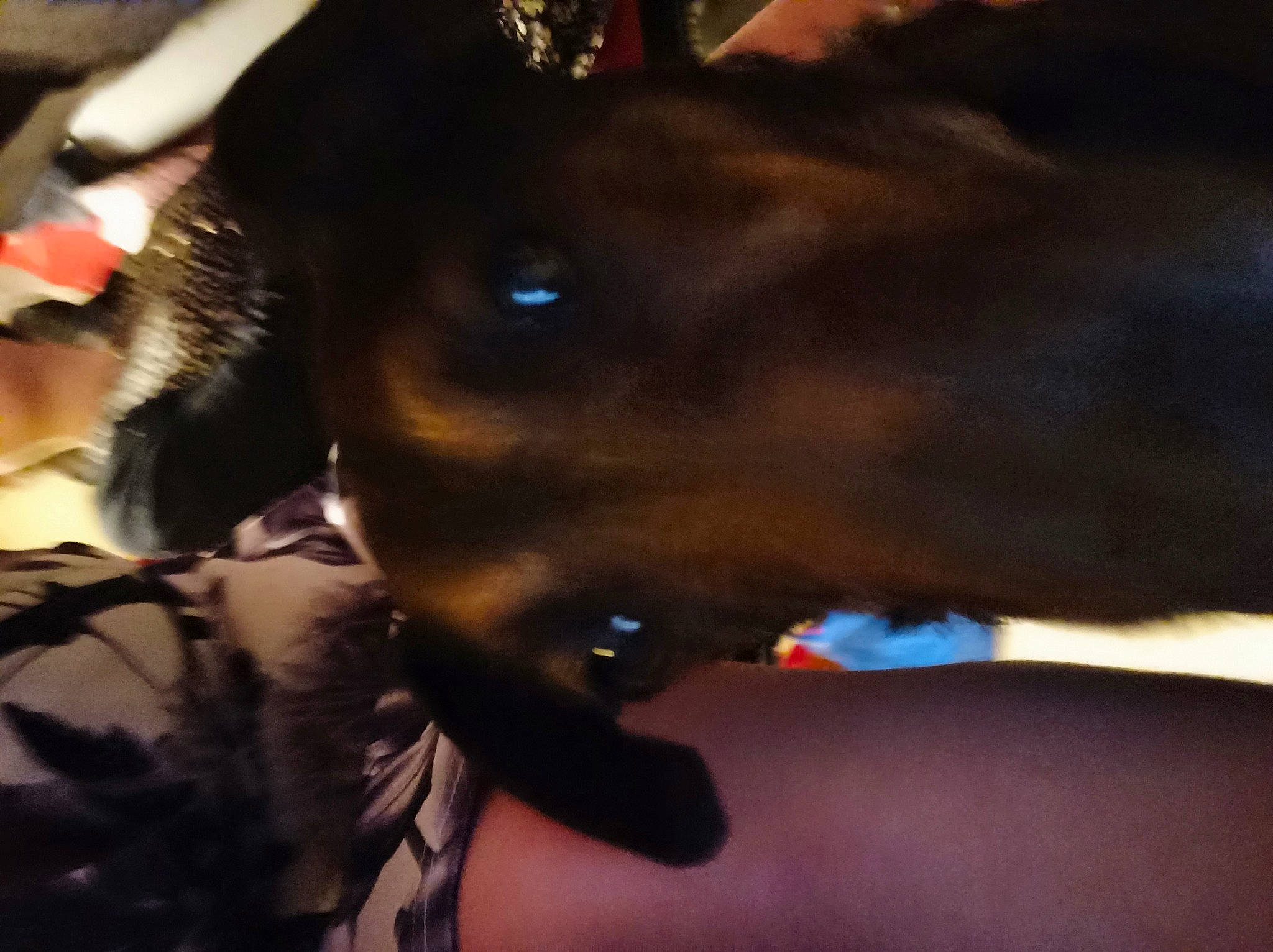 Ippy participe au concours pour gagner de l'argent avec cette photo : canidae, carnivore, collar, companion_dog, dog, dog_breed, dog_collar, dreadlocks, ear, event, eyewear, fawn, fur, gesture, happy, jaw, liver, snout, whiskers, working_animal