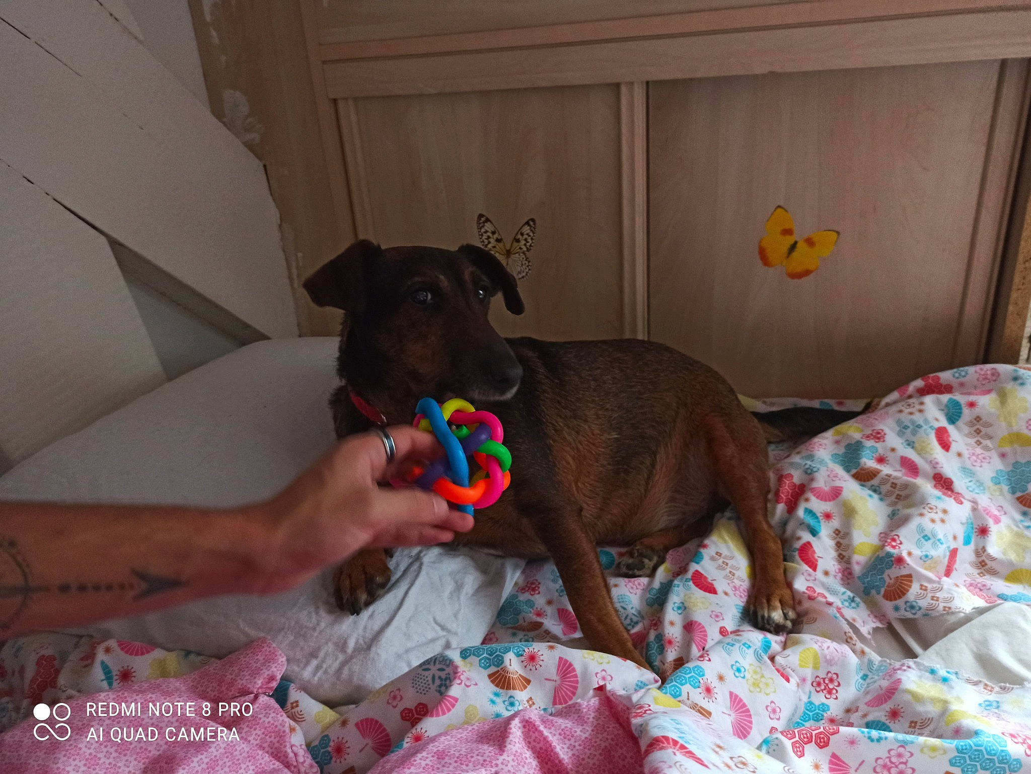 Ippy a rejoint le concours — aidez-le/la à gagner de superbes lots ! canidae, carnivore, collar, comfort, companion_dog, dog, dog_breed, dog_collar, dog_supply, fawn, guard_dog, linens, liver, non_sporting_group, pet_supply, room, sporting_group, tail, working_animal