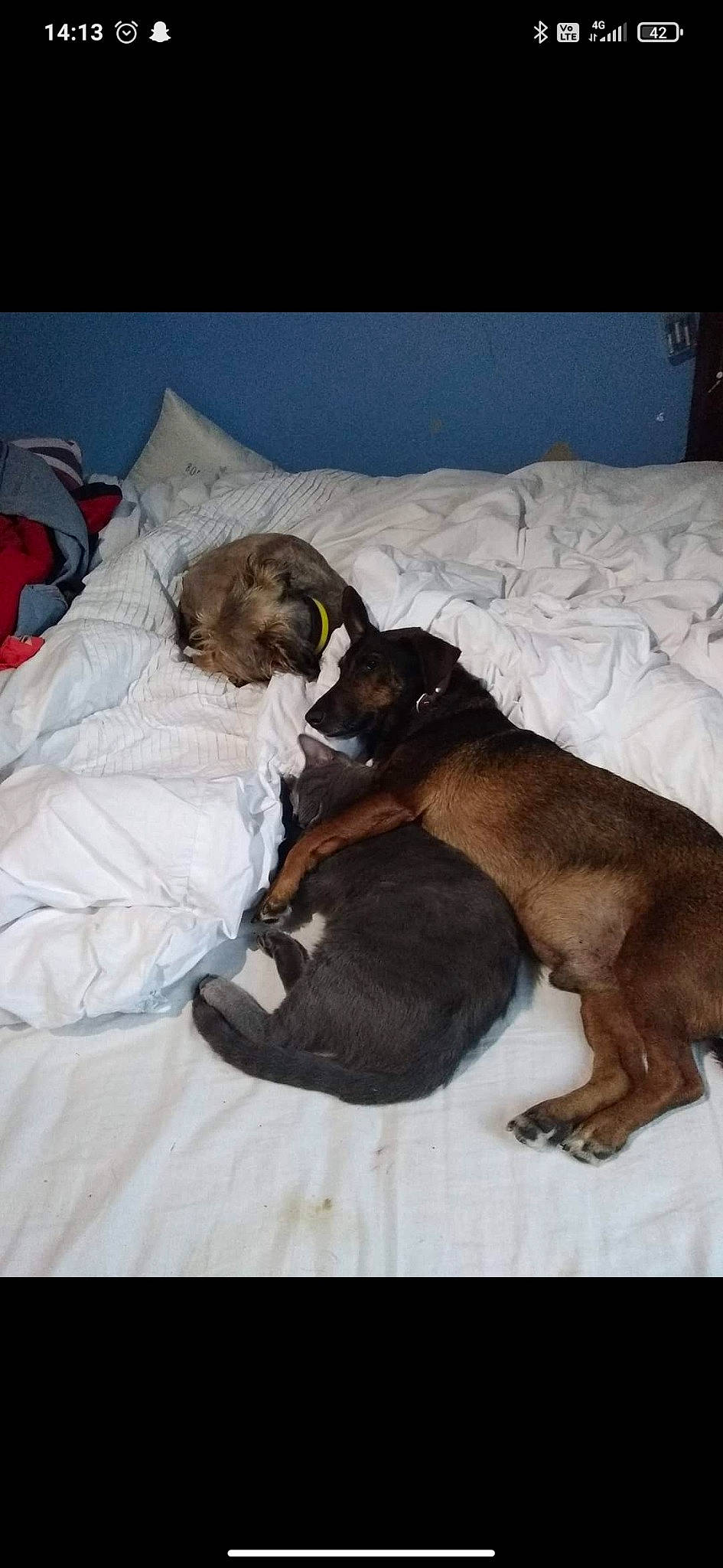 Ippy participe au concours pour gagner de l'argent avec cette photo : bed, bed_sheet, bedding, carnivore, comfort, companion_dog, dog, dog_breed, duvet, fawn, fur, linens, nap, paw, pillow, room, snout, sporting_group, tail, working_animal