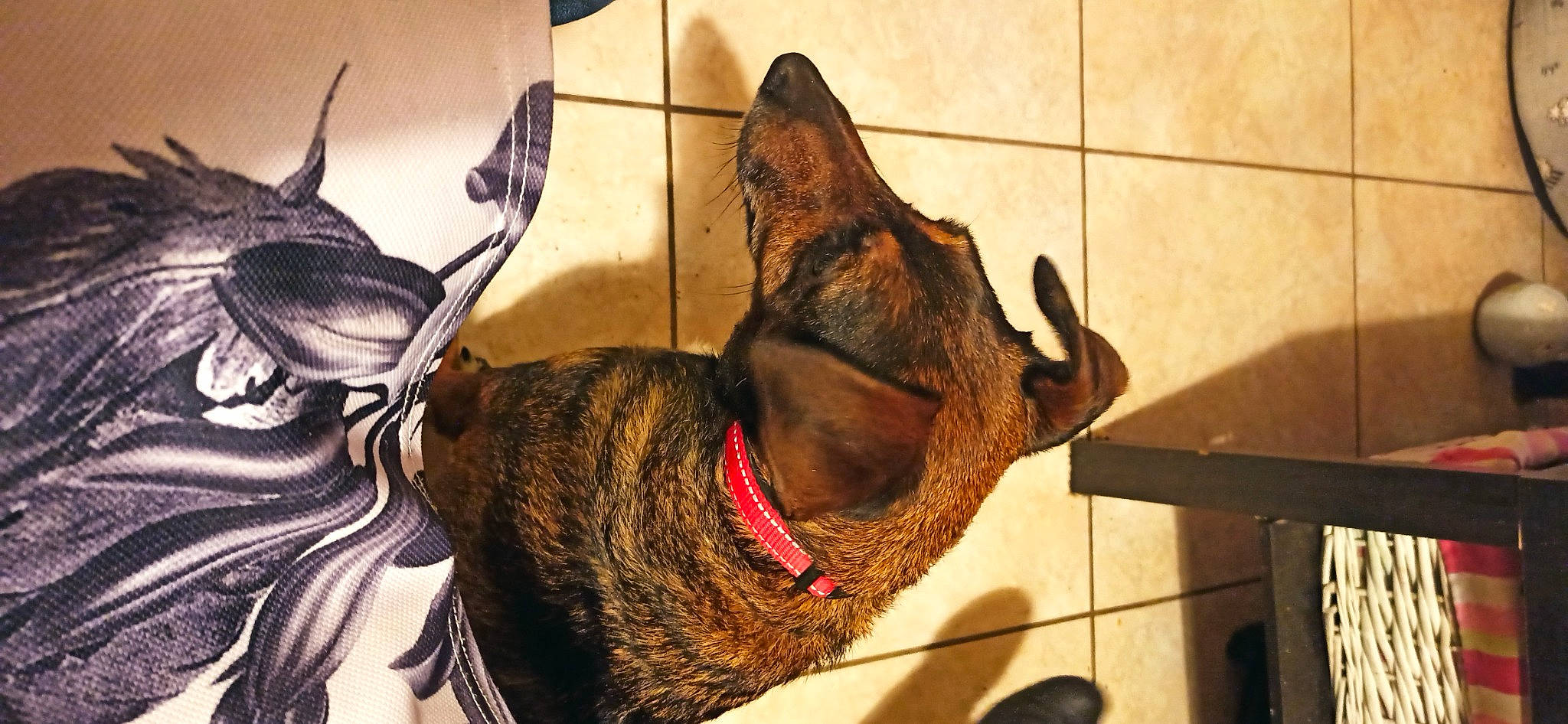 Ippy a rejoint le concours — aidez-le/la à gagner de superbes lots ! art, canidae, carmine, carnivore, collar, dog, dog_breed, dog_collar, ear, fawn, fur, jaw, pet_supply, snout, sporting_group, tail, terrestrial_animal, visual_arts, whiskers, working_animal