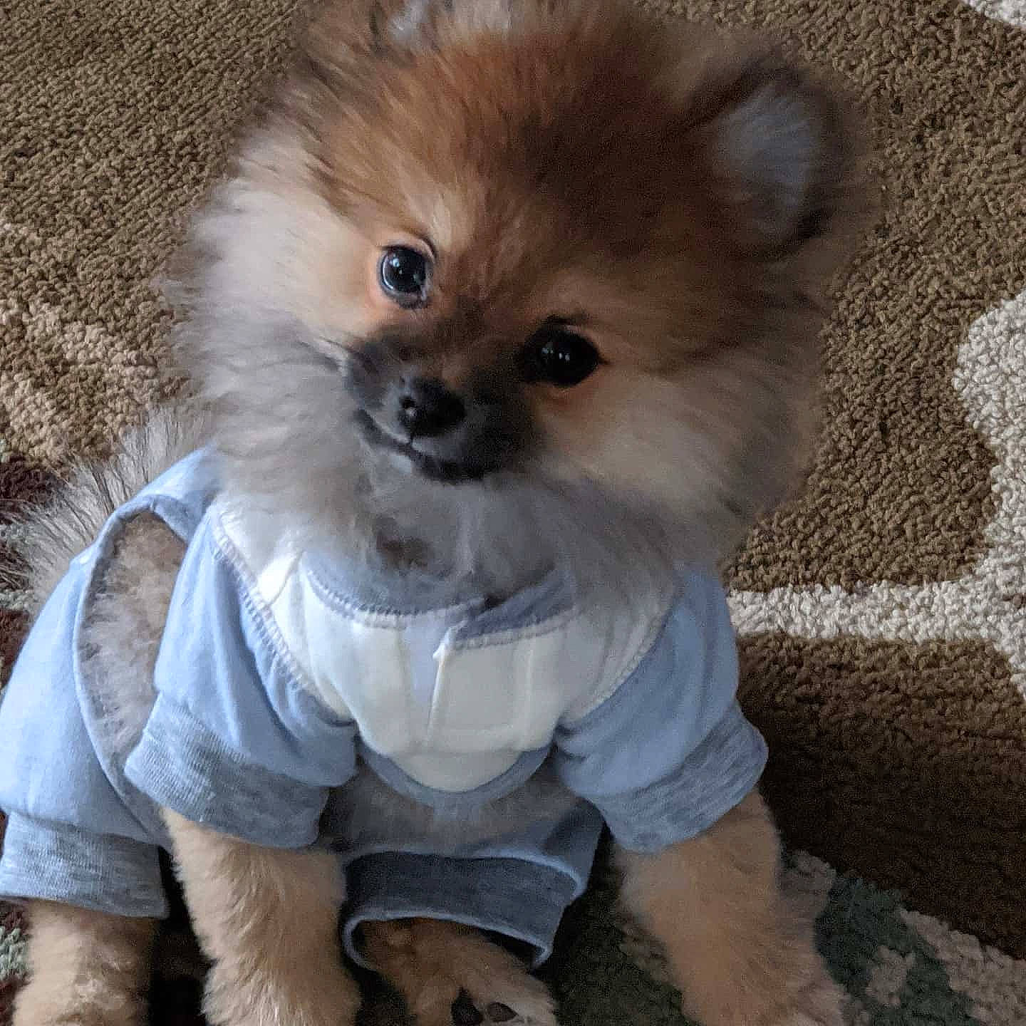 Loki B Lovin Mischief joined the competition — help win amazing prizes! ancient_dog_breeds, canidae, carnivore, companion_dog, dog, dog_breed, fawn, german_spitz, german_spitz_klein, german_spitz_mittel, mammal, non_sporting_group, pomeranian, puppy, snout, spitz, sporting_group, toy_dog, vertebrate, volpino_italiano