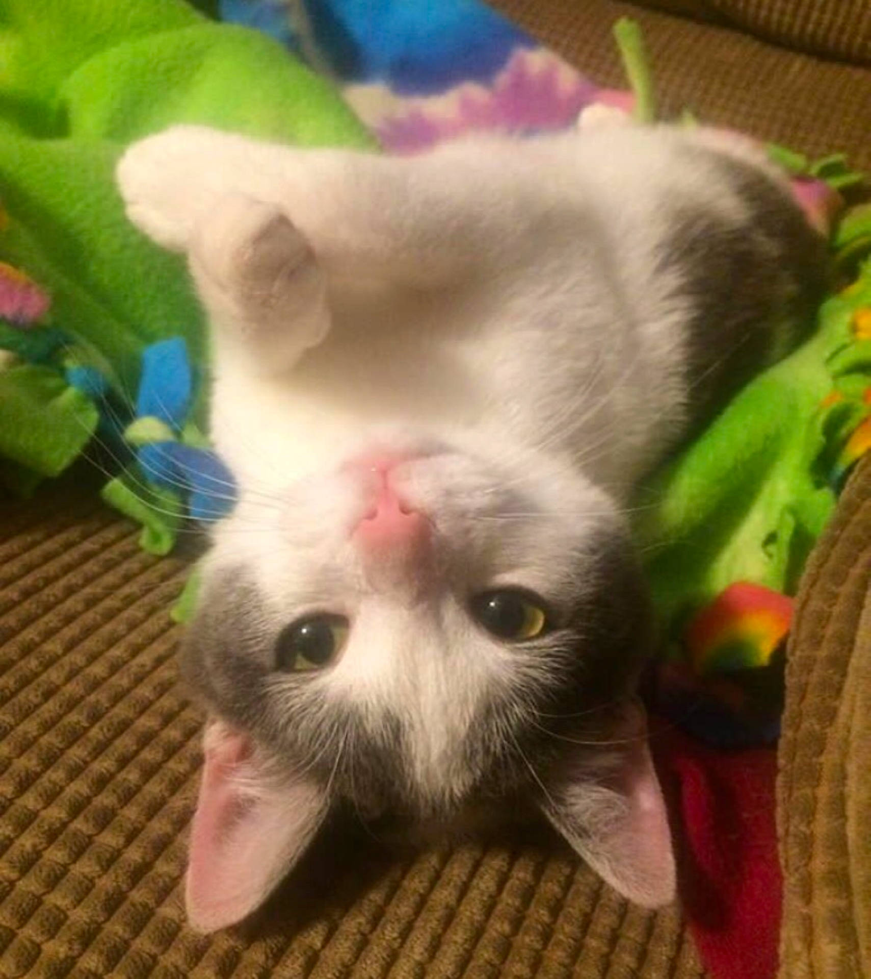 Prim joined the competition — help win amazing prizes! carnivoran, cat, cat_like_mammal, eye, fauna, kitten, small_to_medium_sized_cats, snout, whiskers