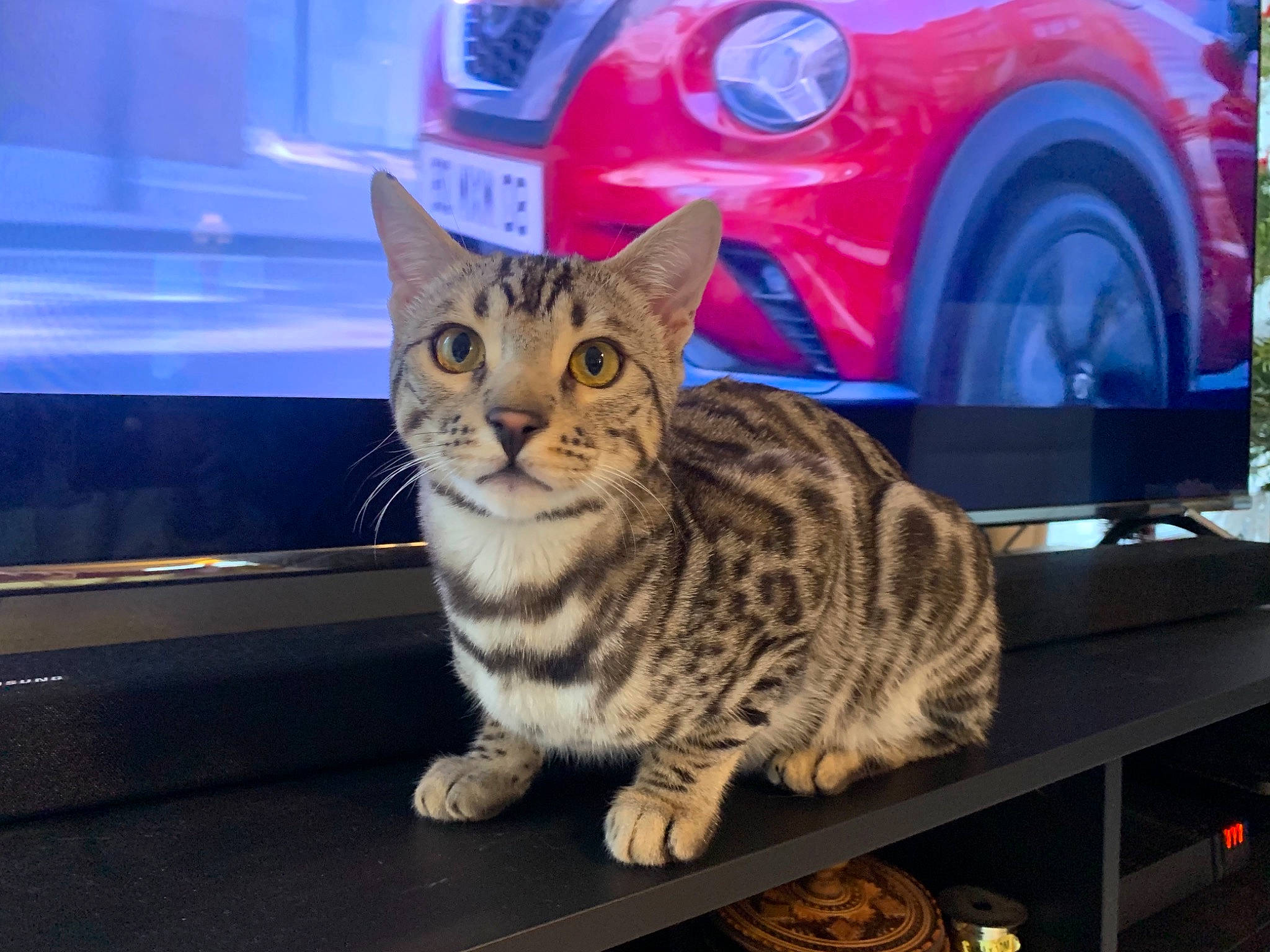 Ryuk a rejoint le concours — aidez-le/la à gagner de superbes lots ! automotive_design, automotive_exterior, automotive_lighting, automotive_tire, car, carnivore, cat, electric_blue, felidae, fender, hood, motor_vehicle, rim, small_to_medium_sized_cats, snout, tire, vehicle, vehicle_door, wheel, whiskers