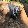 dog, pet, wet_dog, mud, dirt, outdoors, garden, greenery, leaves, sunlight, shadow, red_collar, floppy_ears, white_fur, long_fur, lying_down, looking_at_camera, animal_portrait, nature, backyard