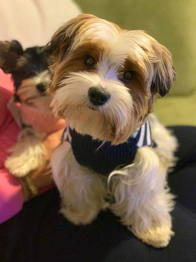 Paddy participe au concours pour gagner de l'argent avec cette photo : dog, pet, animal, cute, fur, puppy, sweater, cozy, indoor, person, hand, pink_clothing, black_and_white_dog, brown_and_white_dog, closeup, portrait, couch, furry, friendly, domestic_animal