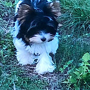 Pablo participe au concours pour gagner de l'argent avec cette photo : animal, black_and_white, brown, canine, curious, cute, dog, fluffy, fur, garden, grass, greenery, nature, outdoor, path, pet, plants, small_dog, walking, young_dog