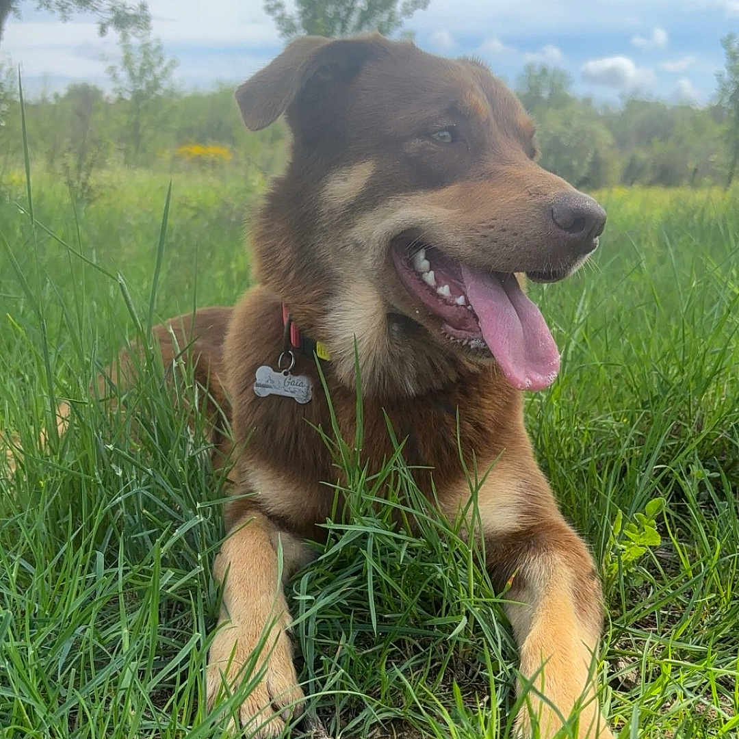 Gaïa a rejoint le concours — aidez-le/la à gagner de superbes lots ! animal, ball, canine, dog, field, grass, grassland, green, herbal, herbs, nature, outdoors, pet, plant, puppy, soil, sport, summer, tree, vegetation