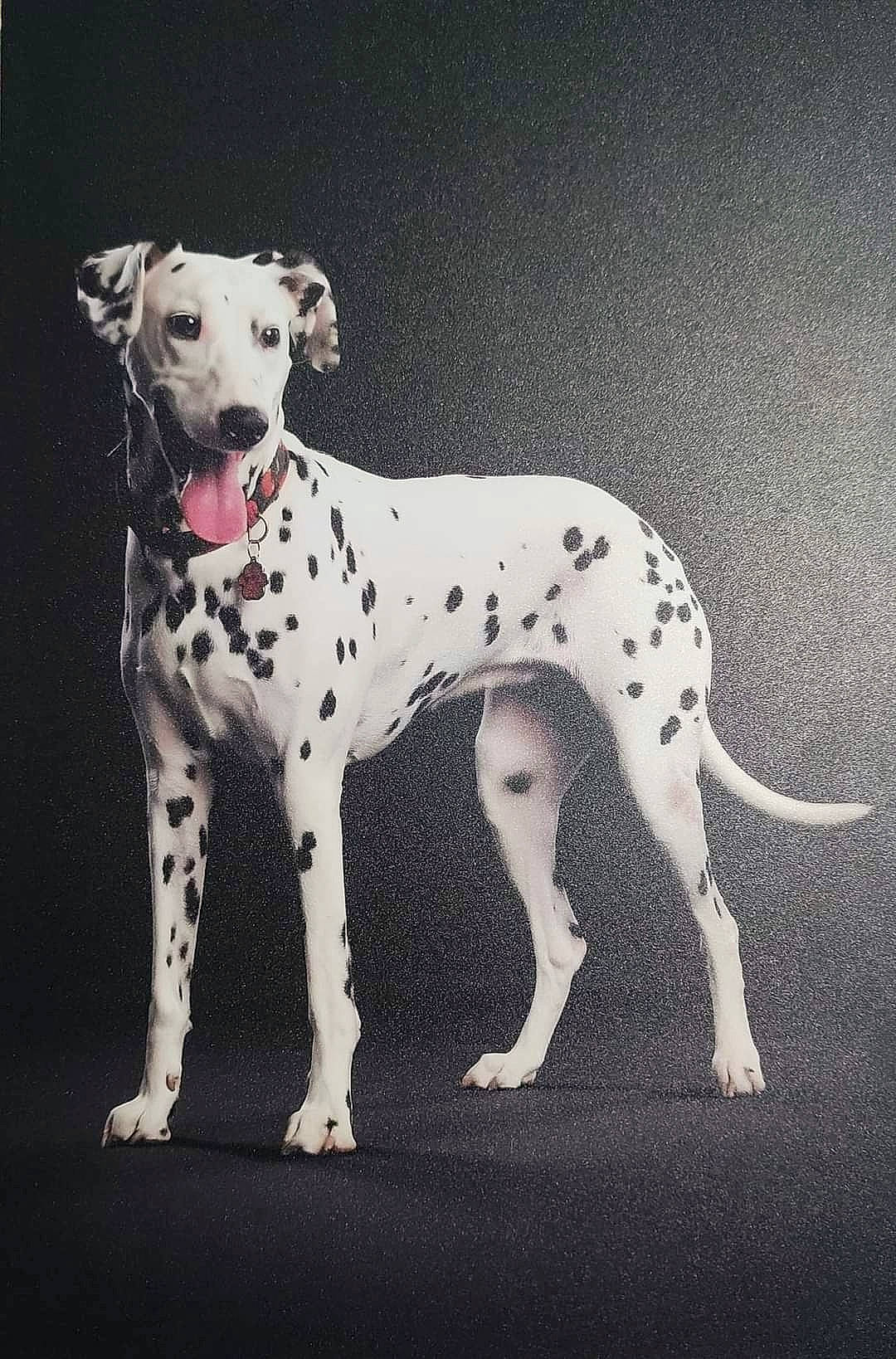 Dixie a rejoint le concours — aidez-le/la à gagner de superbes lots ! art, canidae, carnivore, companion_dog, dog, dog_breed, dog_collar, drawing, illustration, liquid, metal, non_sporting_group, painting, pattern, rectangle, snout, sporting_group, tail, terrestrial_animal, working_animal