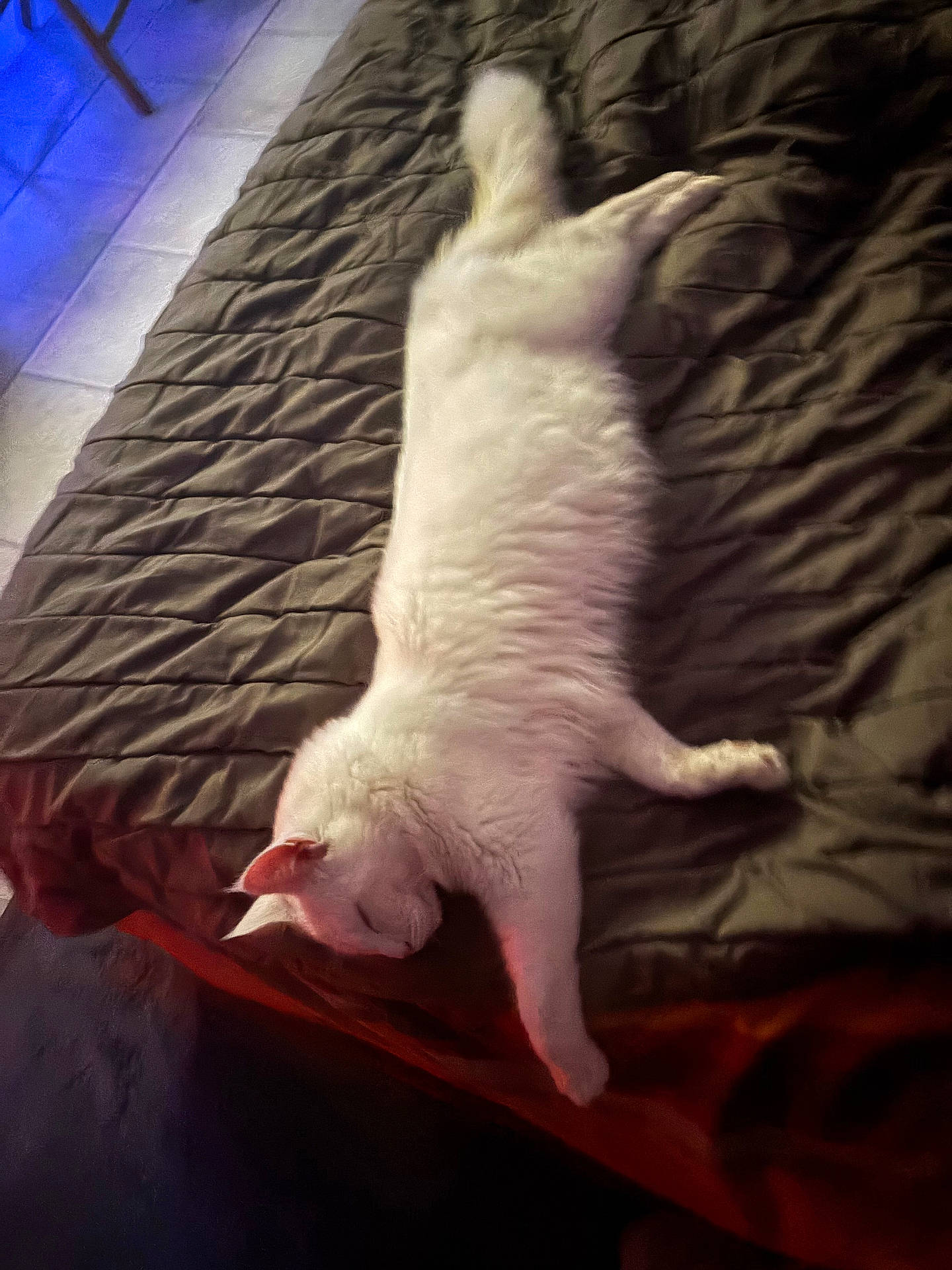 Watson a rejoint le concours — aidez-le/la à gagner de superbes lots ! angora, animal, bed, bedroom, blanket, cat, couch, cushion, furniture, hardwood, indoors, kitten, manx, person, pet, quilt, room, siamese, sleeping, wood