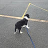Asuma a rejoint le concours — aidez-le/la à gagner de superbes lots ! puppy, dog, leash, asphalt, road, yellow_marking, black_and_white, outdoor, pet, walking, curious, young_dog, side_view, pavement, canine, animal, fur, small_dog, standing, daytime
