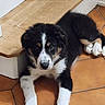 Asuma participe au concours pour gagner de l'argent avec cette photo : puppy, dog, indoor, tile_floor, wooden_step, black_fur, white_fur, tan_fur, pet, animal, cute, lying_down, floor, young_dog, domestic_animal, canine, fur, paw, looking, resting