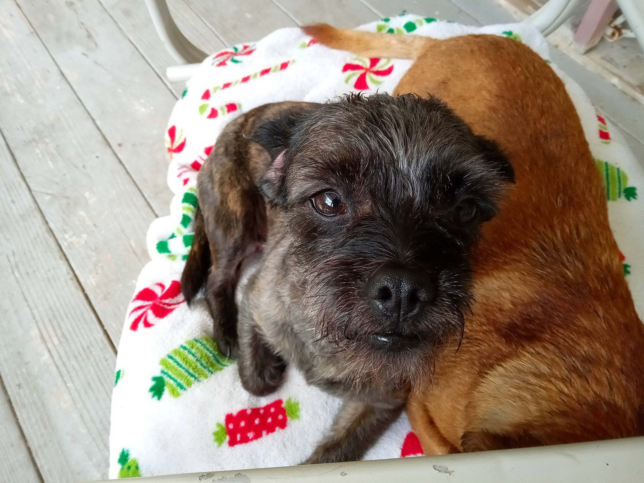 Birddog is registered to the contest to win money with this photo: borador, canidae, carnivore, collar, companion_dog, dog, dog_breed, dog_supply, fawn, fur, liver, paw, pet_supply, puppy, snout, sporting_group, toy_dog, whiskers, wood, working_animal