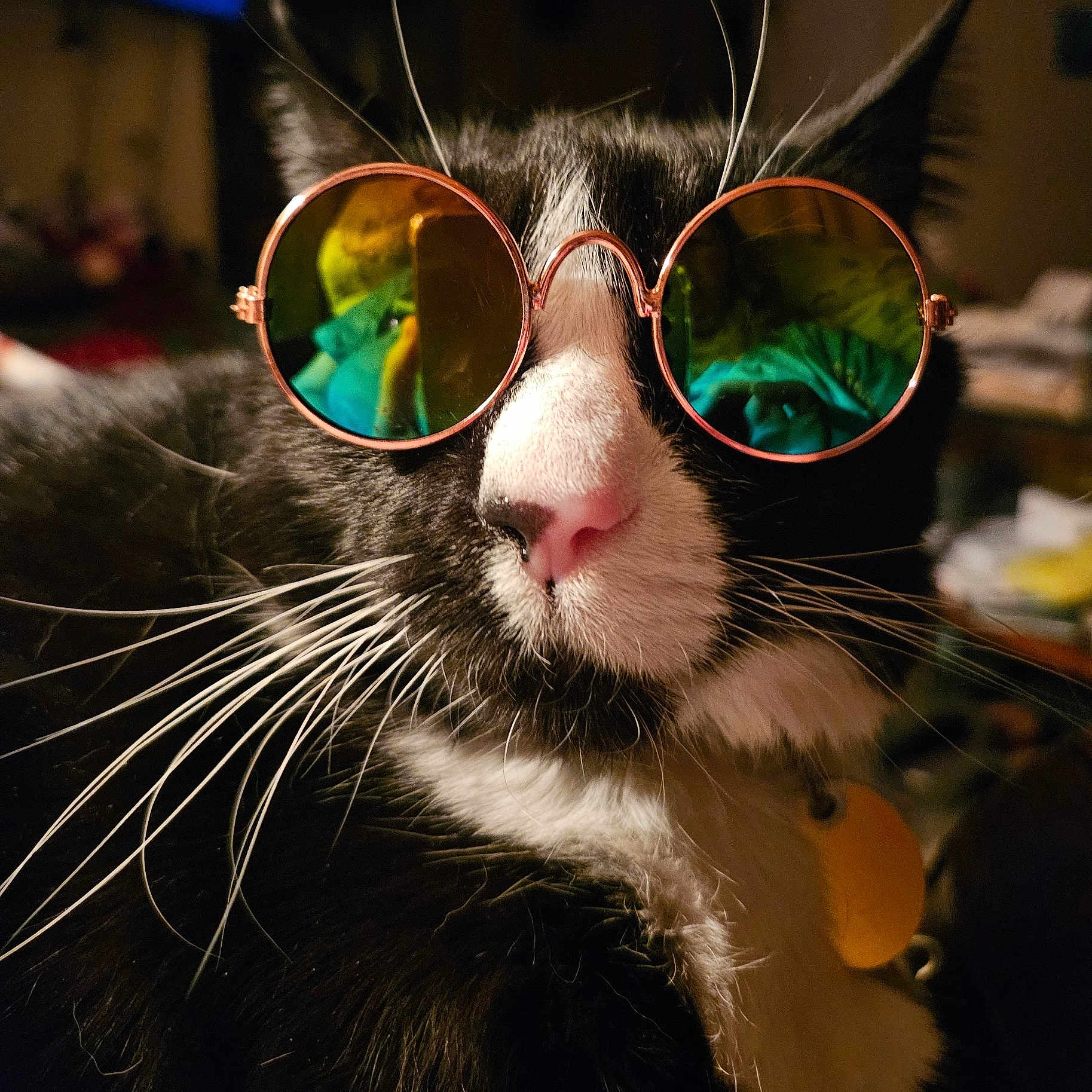 Sassy is registered to the contest to win money with this photo: accessory, animal, black_and_white, cat, close_up, collar, cute, feline, fur, glasses, indoor, muzzle, pet, pink_nose, portrait, quirky, reflective_glasses, sunglasses, warm_lighting, whiskers