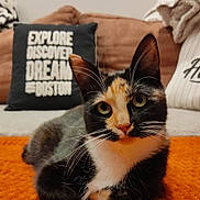 Sweety a rejoint le concours — aidez-le/la à gagner de superbes lots ! cat, calico_cat, pet, indoor, orange_blanket, pillow, text_pillow, living_room, cozy, whiskers, fur, relaxed, cute, animal, domestic_cat, resting, home, furniture, decor, eyes