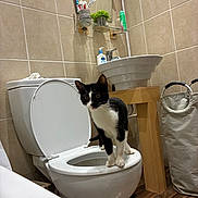 Sunny joined the competition — help win amazing prizes! bathroom, black_and_white, cat, clean, curious, domestic, home, indoor, laundry_basket, mirror, modern, pet, plant, sink, soap_dispenser, tiles, toilet, toothbrush, toothpaste, wooden_floor