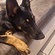 Alvin a rejoint le concours — aidez-le/la à gagner de superbes lots ! dog, black_and_tan, resting, couch, paw, indoor, floor, tile, fur, pet, animal, close_up, side_view, thoughtful, cozy, warm_lighting, ears, snout, brown_eyes, relaxed