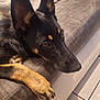 dog, black_and_tan, resting, couch, paw, indoor, floor, tile, fur, pet, animal, close_up, side_view, thoughtful, cozy, warm_lighting, ears, snout, brown_eyes, relaxed