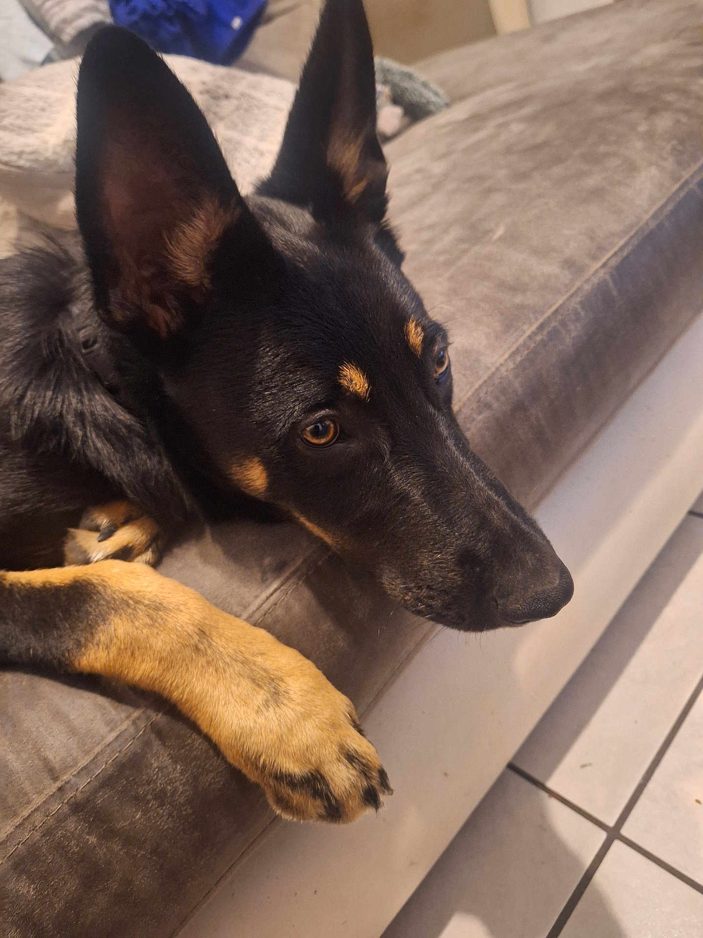 Alvin a rejoint le concours — aidez-le/la à gagner de superbes lots ! dog, black_and_tan, resting, couch, paw, indoor, floor, tile, fur, pet, animal, close_up, side_view, thoughtful, cozy, warm_lighting, ears, snout, brown_eyes, relaxed