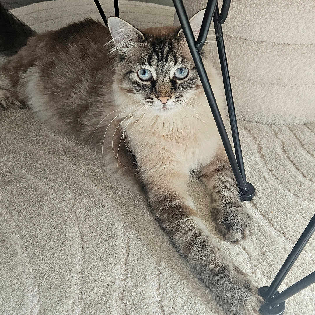 Nala a rejoint le concours — aidez-le/la à gagner de superbes lots ! cat, fluffy, long_hair, blue_eyes, tabby, pet, animal, lying_down, carpet, indoor, home, furniture, table_legs, portrait, looking_at_camera, whiskers, paws, tail, relaxed, cute