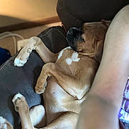 Princess Sophie joined the competition — help win amazing prizes! dog, sleeping, couch, indoor, relaxed, brown_dog, pet, paw, fur, resting, human_arm, cozy, animal, canine, closeup, comfort, domestic, furniture, laying_down, peaceful