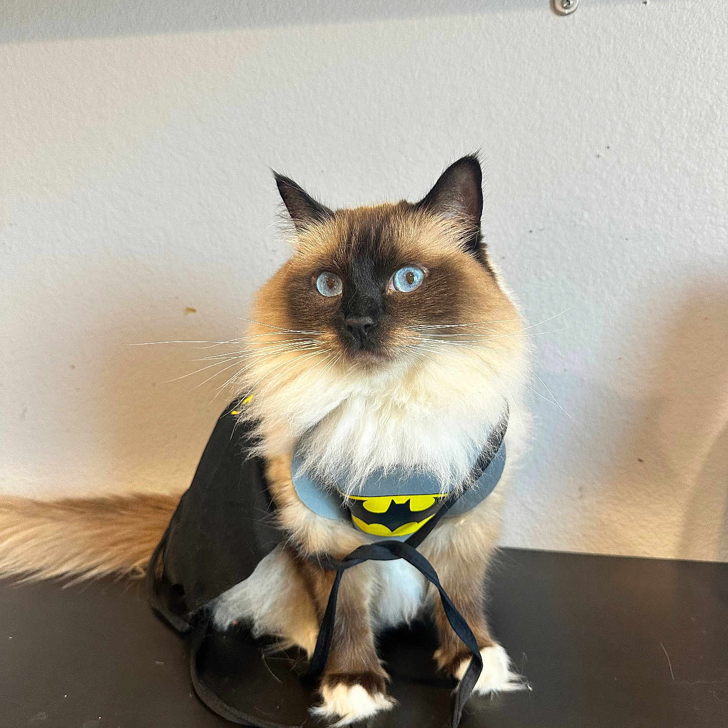 Arya