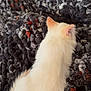 cat, fluffy, cream_color, feline, pet, blanket, textured_blanket, gray, black, red, indoor, cozy, soft, fur, animal, relaxing, resting, home, comfort, laying_down
