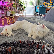 Scooter is registered to the contest to win money with this photo: cat, kitten, white_cat, fluffy, couch, blanket, indoor, plants, window, living_room, furniture, relaxing, pet, cozy, sunlight, home_decor, table, chair, carpet, curtains