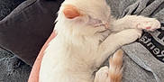 Scooter is registered to the contest to win money with this photo: kitten, cat, sleeping, pet, white_fur, orange_ears, orange_tail, arm, person, grey_shirt, couch, pillow, cozy, nap, indoor, cute, feline, resting, animal, companion