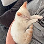 kitten, cat, sleeping, pet, white_fur, orange_ears, orange_tail, arm, person, grey_shirt, couch, pillow, cozy, nap, indoor, cute, feline, resting, animal, companion